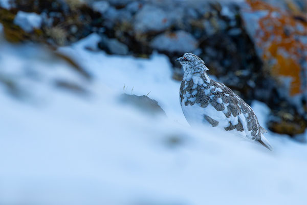 Alpenscheehuhn, momente-der-schoepfung.ch