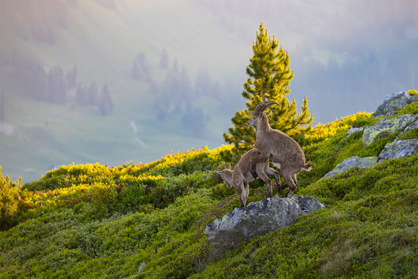 Alpensteinbock, momente-der-schoepfung.ch