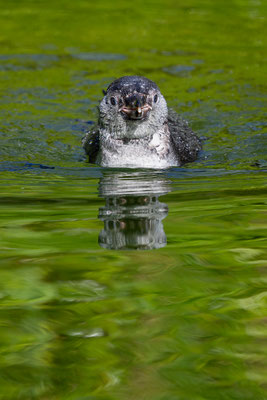 Humboldpinguin, Zürcher Zoo, momente-der-schoepfung.ch