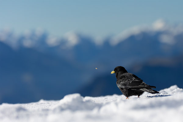Alpendohle, momente-der-schoepfung.ch