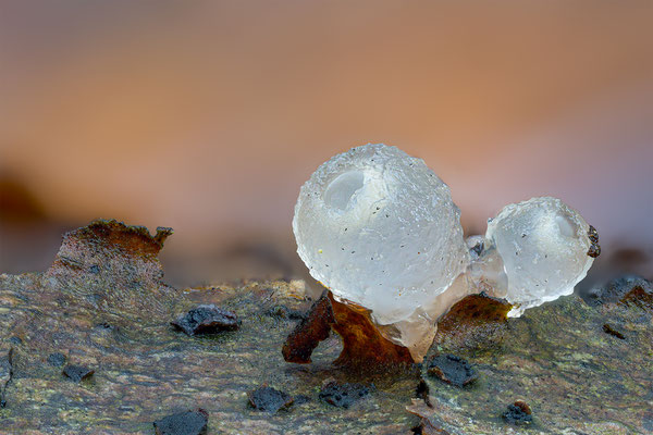 Gemeiner Buchenkreisling, momente-der-schoepfung.ch