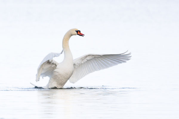 Höckerschwan, momente-der-schoepfung.ch