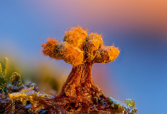 Myxomyceten Schleimpilz, Trichia verrucasa, ABM4.5:1, momente-der-schoepfung.ch