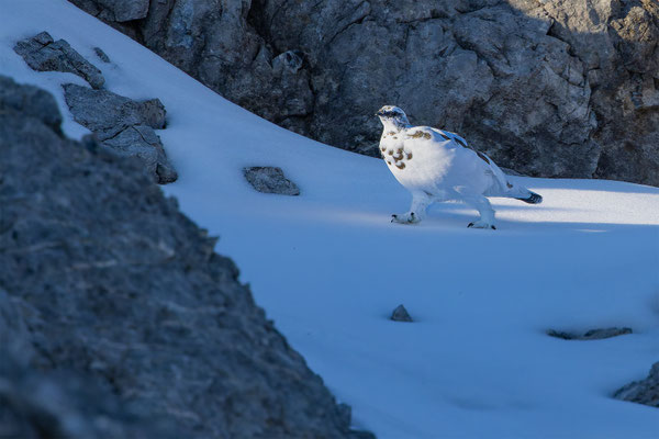 Alpenscheehuhn, momente-der-schoepfung.ch