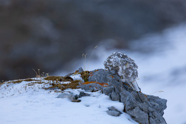 Alpenscheehuhn, momente-der-schoepfung.ch