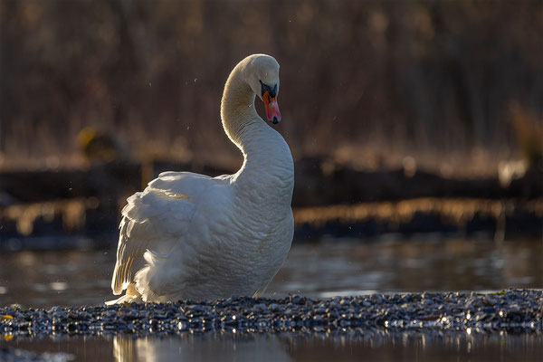 Höckerschwan, momente-der-schoepfung.ch