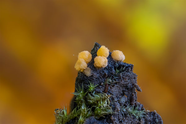Kristaliner Pilz mir unbekannt, ABM2:1, momente-der-schoepfung.ch