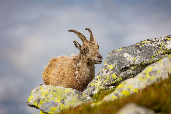 Alpensteinbock, momente-der-schoepfung.ch