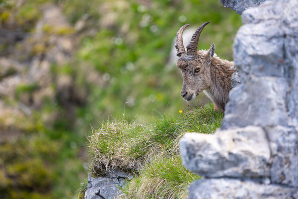 Alpensteinbock, momente-der-schoepfung.ch