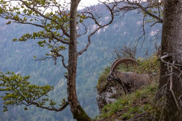 Alpensteinbock, momente-der-schoepfung.ch