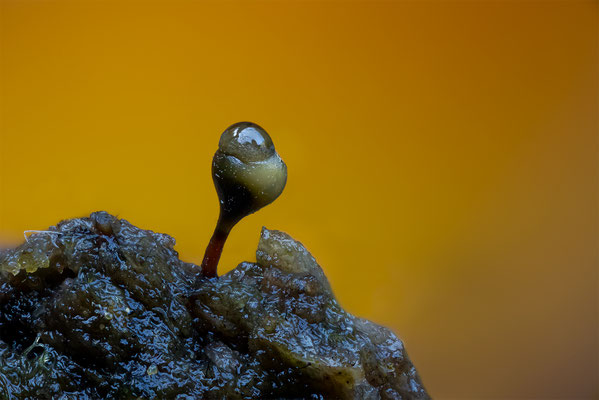 Myxomyceten Schleimpilz, Hemitrichia clavata, ABM5:1, momente-der-schoepfung.ch