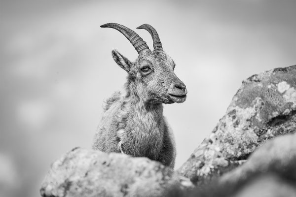 Alpensteinbock, momente-der-schoepfung.ch