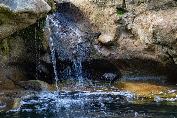 Wasseramsel, momente-der-schopfung.ch