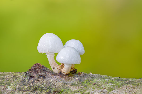 Buchenschleimrüblinge, momente-der-schoepfung.ch