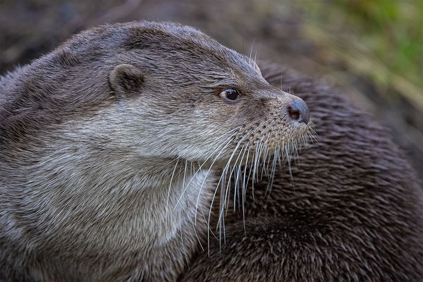 Fischotter Tierpakt Arth Goldau, momente-der-schoepfung.ch