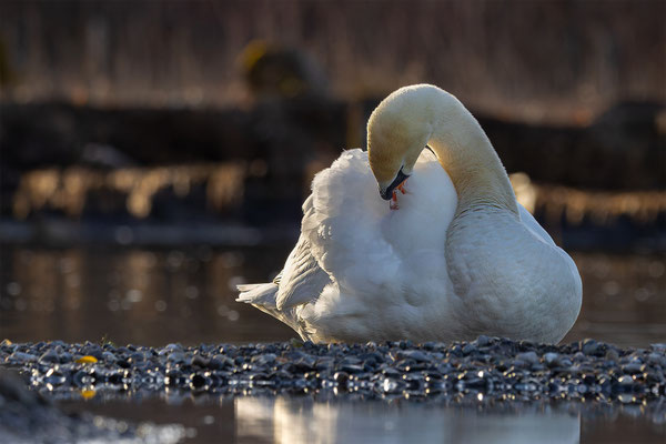 Höckerschwan, momente-der-schoepfung.ch