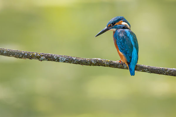 Eisvogel, momente-der-schoepfung.ch