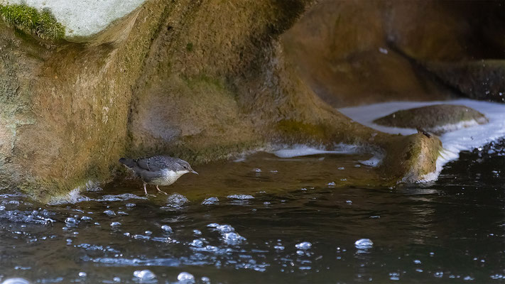 Wasseramsel, momente-der-schopfung.ch