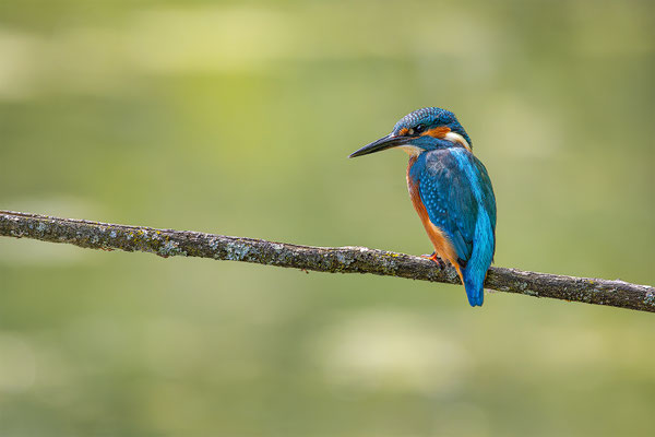 Eisvogel, momente-der-schoepfung.ch