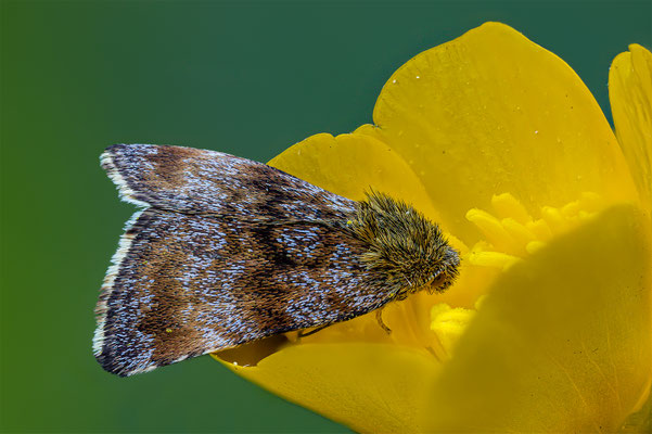 Hornkraut- Tagheuel, Lupigrafie ABM 1.7:1, momente-der-schoepfung.ch