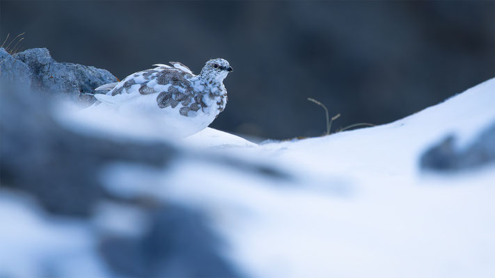 Alpenscheehuhn, momente-der-schoepfung.ch
