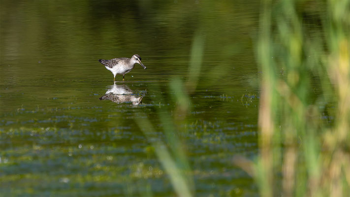 Bruchwasserläufer, momente-der-schoepfung.ch