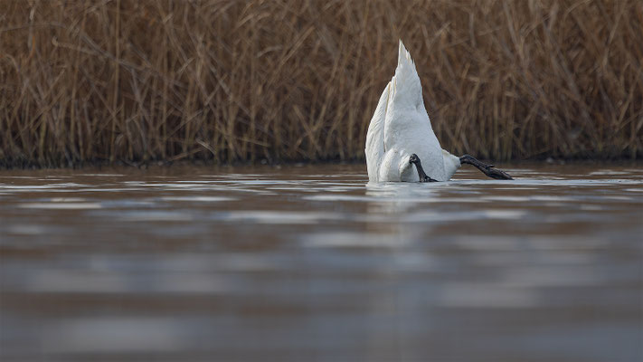 Höckerschwan, momente-der-schoepfung.ch