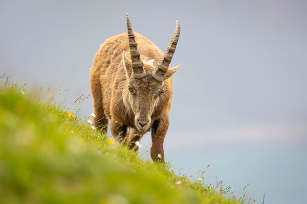 Alpensteinbock, momente-der-schoepfung.ch