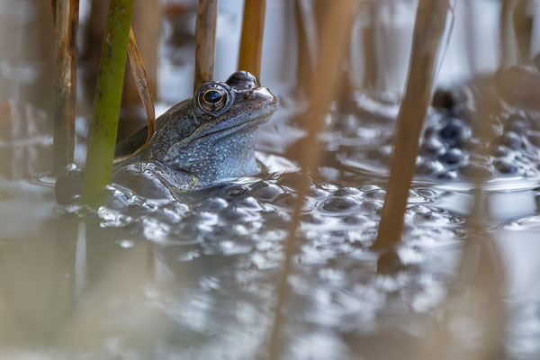 Grasfrosch, momente-der-schoepfung.ch