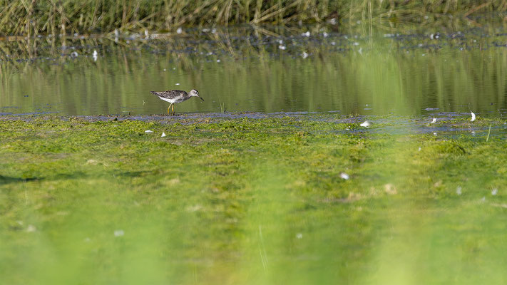 Bruchwasserläufer, momente-der-schoepfung.ch
