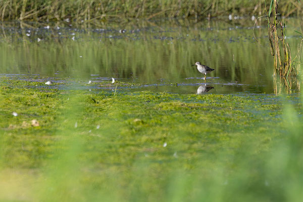 Bruchwasserläufer, momente-der-schoepfung.ch