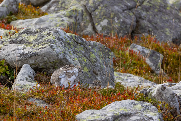 Alpenscheehuhn, momente-der-schoepfung.ch