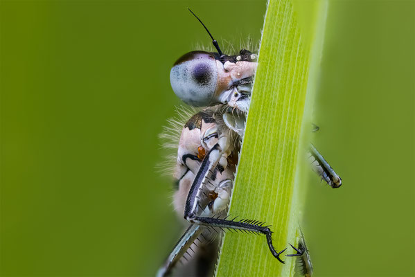 Blaue Federlibelle, ABM3.5:1, momente-der-schoepfung.ch
