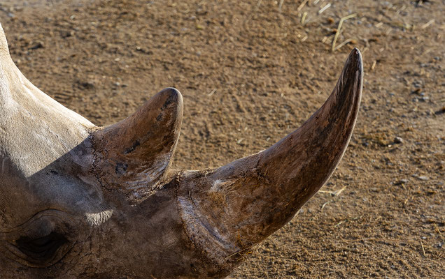  Breitmaulnashorn, Zürcher Zoo, momente-der-schoepfung.ch