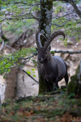 Alpensteinbock, momente-der-schoepfung.ch
