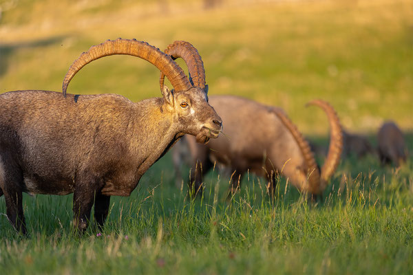 Alpensteinbock, momente-der-schoepfung.ch