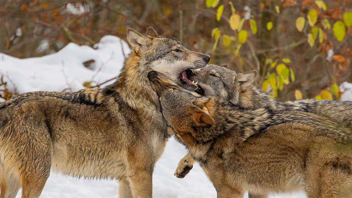Wolf, momente-der-schoepfung.ch