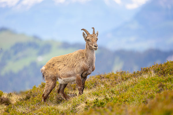 Alpensteinbock, momente-der-schoepfung.ch