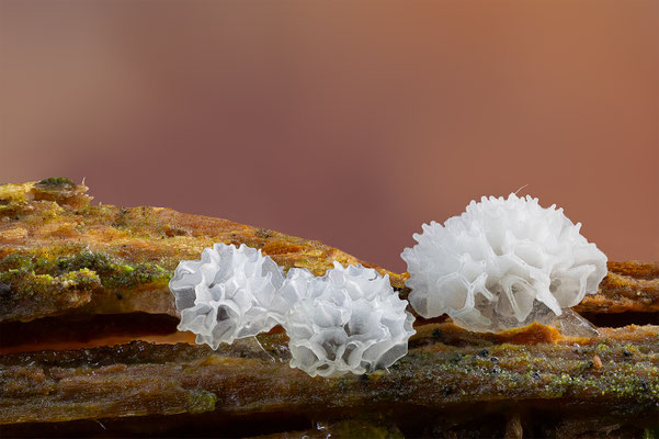 Myxomyceten Schleimpilz, Ceratiomyxy fruticulosa, ABM3:1, momente-der-schoepfung.ch
