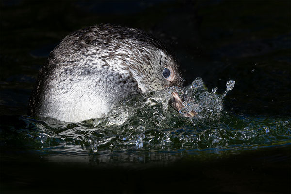 Humboldpinguin, Zürcher Zoo, momente-der-schoepfung.ch