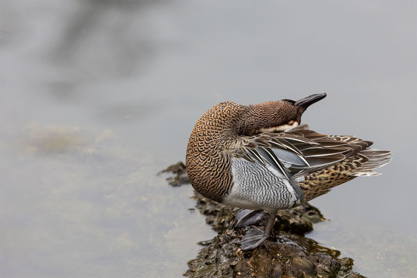 Knäckente Tierpakt Arth Goldau, momente-der-schoepfung.ch