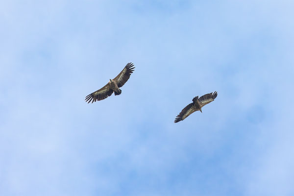 Gänsegeier, momente-der-schoepfung.ch