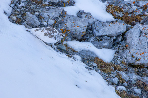 Alpenscheehuhn, momente-der-schoepfung.ch