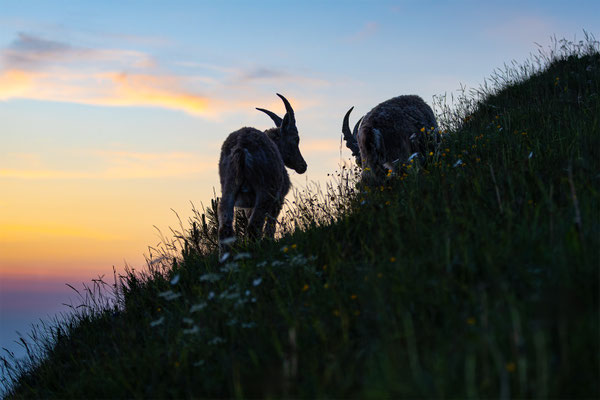 Alpensteinbock, momente-der-schoepfung.ch