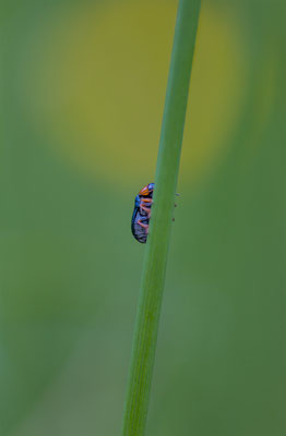 Zweifarbiger Blättkäfer, momente-der-schoepfung.ch