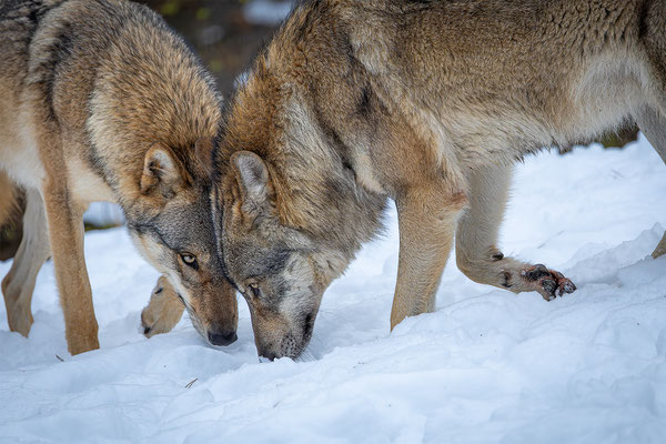 Wolf, momente-der-schoepfung.ch