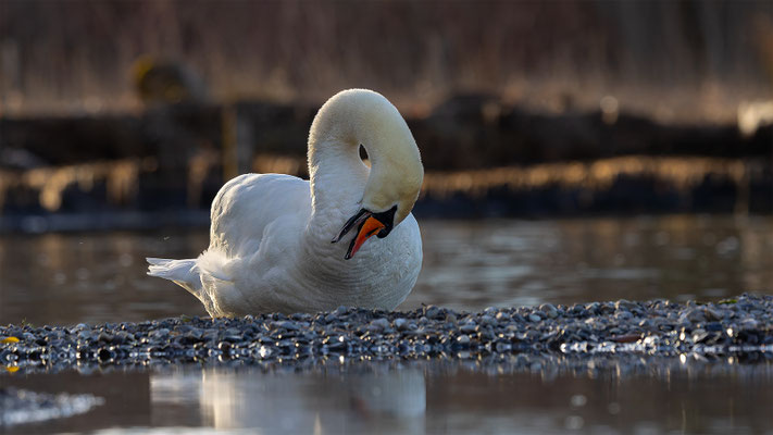 Höckerschwan, momente-der-schoepfung.ch