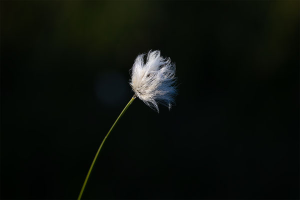 Wollgras, momente-der-schoepfung.ch