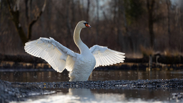 Höckerschwan, momente-der-schoepfung.ch