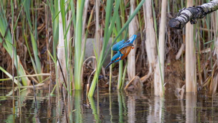 Eisvogel, momente-der-schoepfung.ch